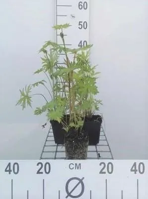 Obrázek produktu pro 6 x Ligularia przewalskii - Zlatá cibulka - květináč 9 x 9 cm