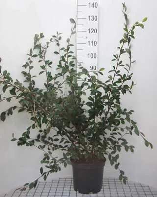 Image de Cotoneaster lacteus - Teppichmispel 60- 80 cm Container