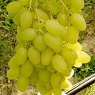 Produktbild von Traube gelb Sonja kernlos pilzresistent
