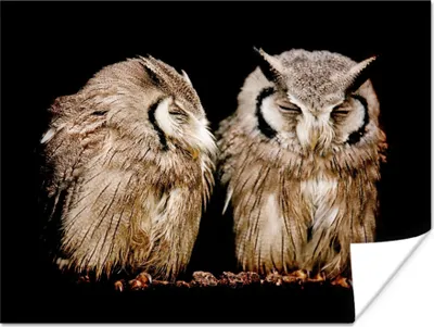 Produktbild von MuchoWow® Poster Eule - Vogel - Schwarz 120x90 cm - Wandbild