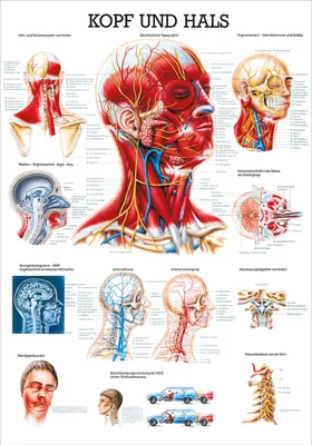 Produktbild von Kopf und Hals Lehrtafel Anatomie 100x70 cm medizinische Lehrmittel
