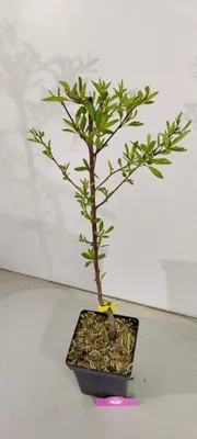Produktbild von Prunus dulcis 'Ferragnes', Mandelbaum, 5 Liter Topf