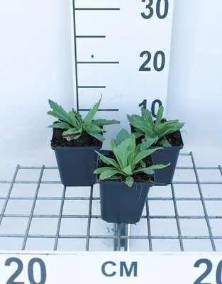 Produktbild von 6 x  Papaver or. 'Brilliant' - Mohn - Topf 9 x 9 cm