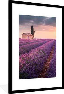 Produktbild von MuchoWow® Gerahmtes Poster Lavendel - Blumen - Lila - Feld 60x90 cm - Poster mit Schwarzem Bilderrahmen Wandposter Rahmen Foto Bilder - Dekoration - Wandposter Wohnzimmer - Hochwertig