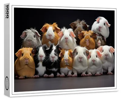 Produktbild von raxxa Premium-Puzzle "Gruppenbild mit fröhlichen Meerschweinchen", 1000 Teile
