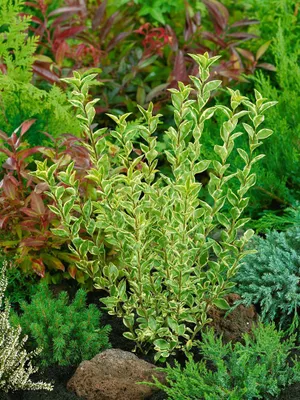 Produktbild von Ligustrum ovalifolium 'Argenteum', Weißbunter Liguster, 40–60 cm