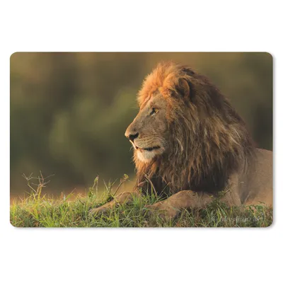 Produktbild von MuchoWow® Schreibtischunterlage Sonnenaufgang - Löwe - Gras 60x40 cm - XXL Mauspad - Großes Mauspad