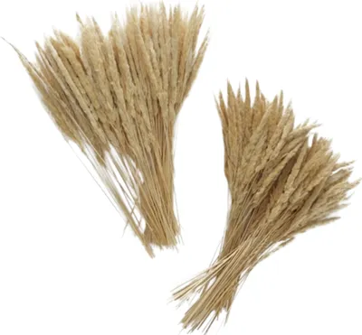 Produktbild von Boltze Gruppe Granos Dekozweig natur ( 1 Stück )
