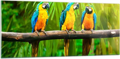 Produktbild von Bilder auf glas - Papageien Collorful Natur Vögel - 120x50cm - Glasbilder - Wandbilder - Kunstdruck - zum Aufhängen bereit - Wanddekoration aus Glas - Glas Bilder - Wandbild auf Glas - GAB120x50-2696