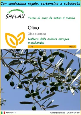 Immagine prodotto di SAFLAX Set regalo - Olivo - 20 semi - Olea