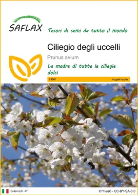Immagine prodotto di SAFLAX - Ciliegio degli uccelli - 10 semi - Prunus