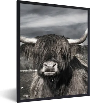 Produktbild von MuchoWow® Gerahmtes Poster Schottischer Highlander - Tiere - Hörner 60x80 cm - Poster mit Schwarzem Bilderrahmen Wandposter Rahmen Foto Bilder - Premium - Wanddeko Wohnzimmer