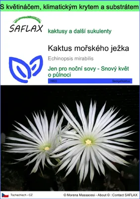 Obrázek produktu pro SAFLAX Garden to go - kaktus mořského ježka - Echinopsis mirabilis - 40 Semena - S květináčem, klimatickou poklicí a pěstebním substrátem