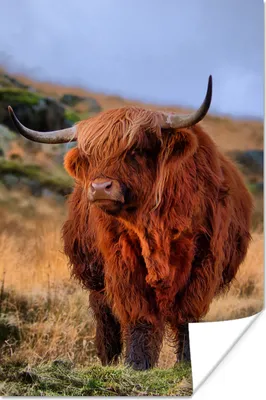 Produktbild von MuchoWow® Poster Schottische Highlander - Gras - Steine 80x120 cm - Papierdruck
