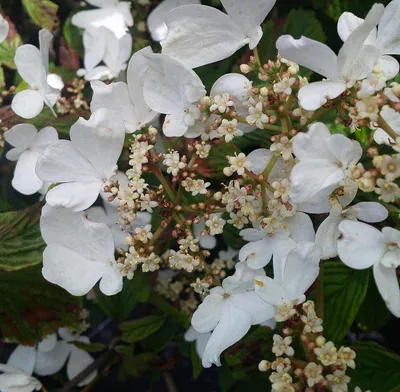 Produktbild von Japanischer Etagen - Schneeball 'Viburnum plicatum Mariesii' 60 - 80 cm