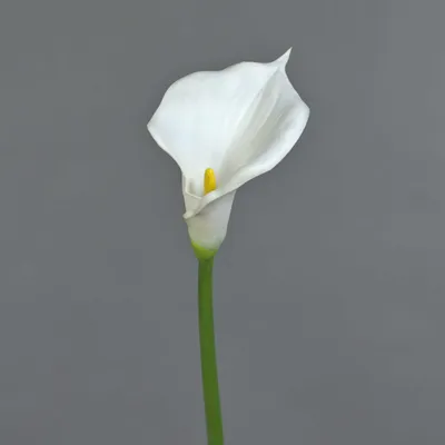 Produktbild von artplants.de Deko Blume Calla DAISCHI, weiß, 70cm - Künstliche Zantedeschia