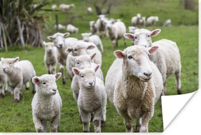 Produktbild von MuchoWow® Poster Schafe - Gras - Lamm 60x40 cm - Schlafzimmerdekoration