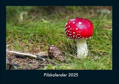 Produktbild von Pilzkalender 2025 Fotokalender DIN A4