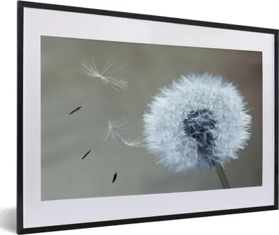 Produktbild von MuchoWow® Gerahmtes Poster Löwenzahn - Blume - Pflanze 60x40 cm - Poster mit Schwarzem Bilderrahmen Wandposter Rahmen Foto Bilder - Schlafzimmer - Plakat in Rahmen - Drucken