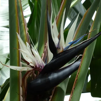 Obrázok produktu pre Kvetina rajského vtáka z Natalu (Strelitzia nicolai) – 5 semien