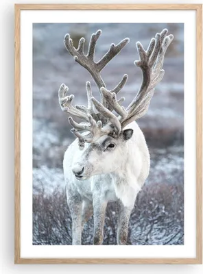 Produktbild von Gerahmtes Poster - Rahmen in heller Eiche - Weiß Rentier Skandinavisch - 50x70 cm - Wand Bild - Wanddeko - Wandbilder - Kunstposter - Wandposter - Bilderrahmen - Bilder - Kunstdruck - P2NPA50x70-5156