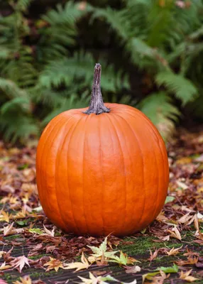 Obrázok produktu pre 15 semienok tekvice poľnej Connecticut - veľké, oranžové obry (5-15 kg) - tradičná halloweenska a jedlá tekvica - robustná, vysoko výnosná odroda