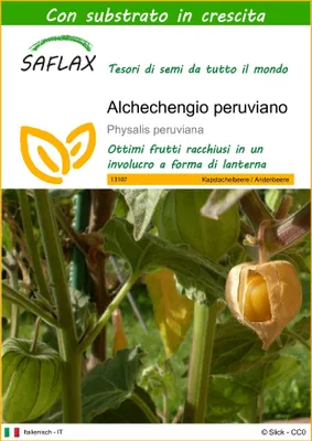 Immagine prodotto di SAFLAX  - Alchechengio peruviano - 100 semi - Con substrato - Physalis