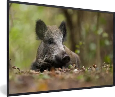 Produktbild von MuchoWow® Gerahmtes Poster Wildschwein - Wald - Tier 30x20 cm - Poster mit Schwarzem Bilderrahmen Wandposter Rahmen Foto Bilder - Kunstdruck - Bild-Poster