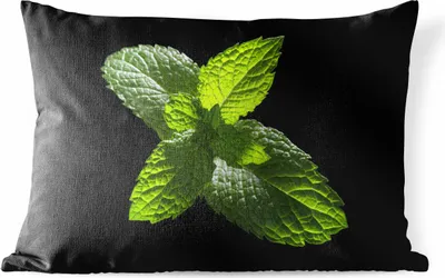 Produktbild von MuchoWow® Outdoor Kissen - Eine Nahaufnahme von Minzblättern vor einem schwarzen Hintergrund - 50x30 cm - Wetterfest - Lounge Kissen - Sofa kissen - Wohnzimmer Dekoration