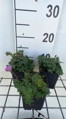 Immagine prodotto di 6 x Geranio sang. 'Stella cadente' - Cranesbill - Vaso 9 x 9 cm