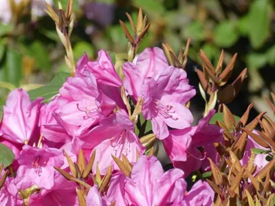 Produktbild von Rhododendron williamsianum Compactum - Rhododendron Hybride - 25-30cm
