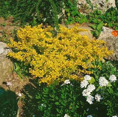 Produktbild von Berberis thunbergii 'Aurea', Gelbe Heckenberberitze, 30–40 cm
