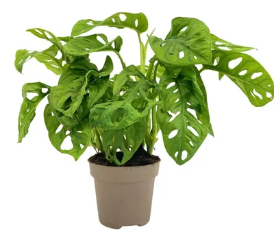 Produktbild von Zynesflora Monstera Obliqua Monkey Mask im 12 cm Pflanzentopf - Höhe: 25-35cm - Fensterblatt Lochpflanze Zimmerpflanze Luftreinigend Pflegeleicht für Zuhause Oder Büro