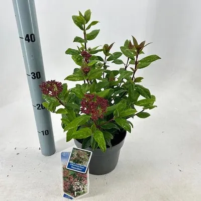 Produktbild von Viburnum tinus ‘Gwenllian’ - Lorbeer-Schneeball | 30-35 cm im Topf