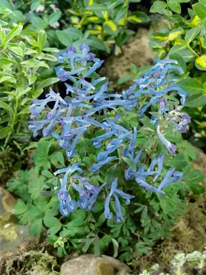 Produktbild von Corydalis elata 'Blue Summit', Lerchensporn, blau, ca. 9x9 cm Topf