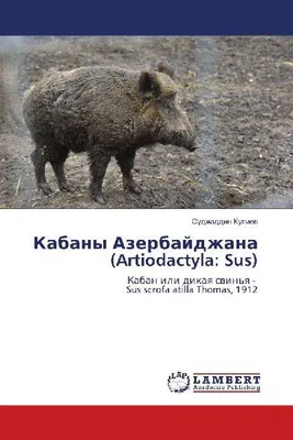 Produktbild von Kabany Azerbajdzhana (Artiodactyla: Sus)