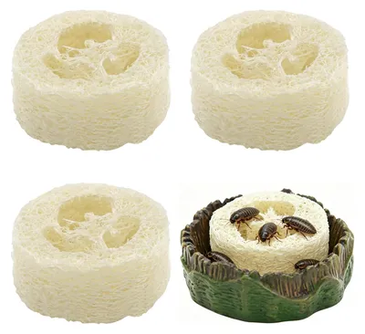 Productafbeelding van Kakkerlakken Waterbak en Luffa Set voor Terrariumgebruik