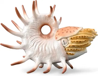 Image de COLLECTIONNER Cooperoceras