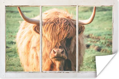 Produktbild von MuchoWow® Poster Schottische Highlander - Natur - Ansicht 180x120 cm - Fotoplakat
