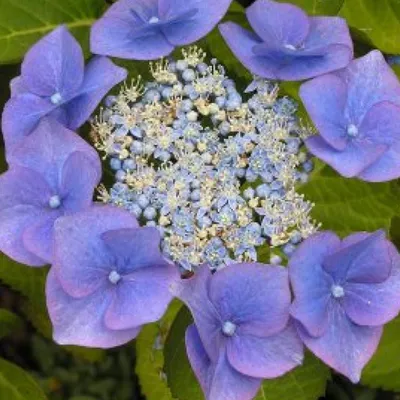 Immagine prodotto di 2 x  Ortensia  - Hydrangea macrophylla 'Blaumeise'  | 25-30 cm in vaso
