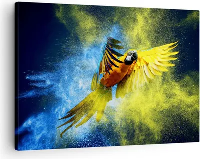 Produktbild von Bild auf Leinwand - Leinwandbild - Papagei Vogel Feder - 70x50cm - Wand Bild - Wanddeko - Wandbilder - Leinwanddruck - Bilder - Kunstdruck - Wanddekoration - Leinwand bilder - Wandkunst - AA70x50-3666