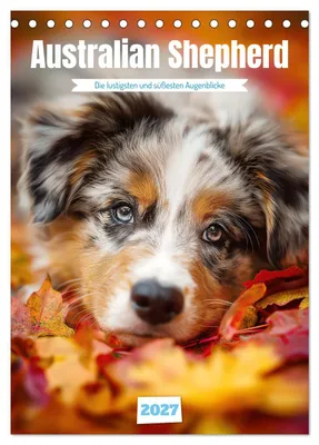 Produktbild von Australian Shepherd (Tischkalender 2027 DIN A5 hoch), CALVENDO Monatskalender