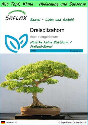 Produktbild von SAFLAX Garden to go - Dreispitzahorn - Acer buergerianum - 30 Samen - Mit Topf, Klima - Deckel und Anzuchtsubstrat