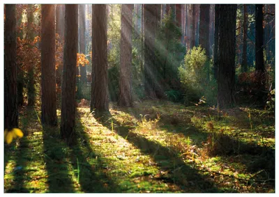 Produktbild von Wallario Premium Glasbild, freischwebende Optik, kräftige Farben, Größe 100 x 70 cm Motiv Sonnenstrahlen im Herbstwald