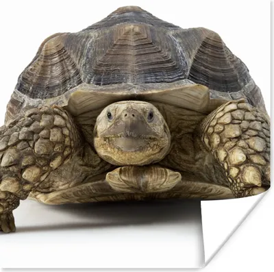 Produktbild von MuchoWow® Poster Schildkröte - Tiere - Weiß 50x50 cm - Wohnzimmerdekoration