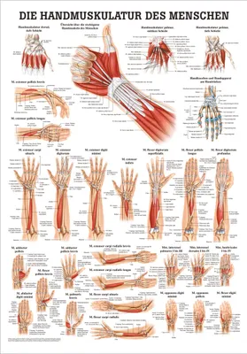 Produktbild von Handmuskulatur Mini-Poster Anatomie 34x24 cm medizinische Lehrmittel
