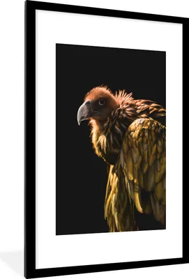 Produktbild von MuchoWow® MuchoWow® Gerahmtes Poster Geier - Raubtier - Vogel 60x90 cm - Poster mit zchwarzem Bilderrahmen - Dekoration - Wandposter Wohnzimmer - Hochwertig
