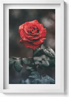 Produktbild von Rote Rosenblüte– Wandbild mit Rahmen – Gerahmtes Bild  – Wanddekoration – 40x60 cm – Weiß