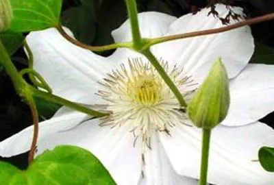 Immagine prodotto di Clematis hybr. 'Mme. Le Coultre' - Waldrebe 'Mme. Le Coultre' 50-60 cm | Vaso