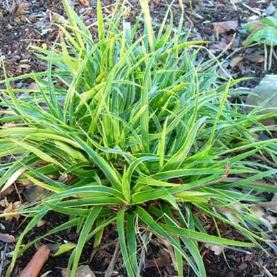 Produktbild von 6 x Marbel  - Luzula sylvatica 'Marginata'  | Topf 9cm x 9cm
